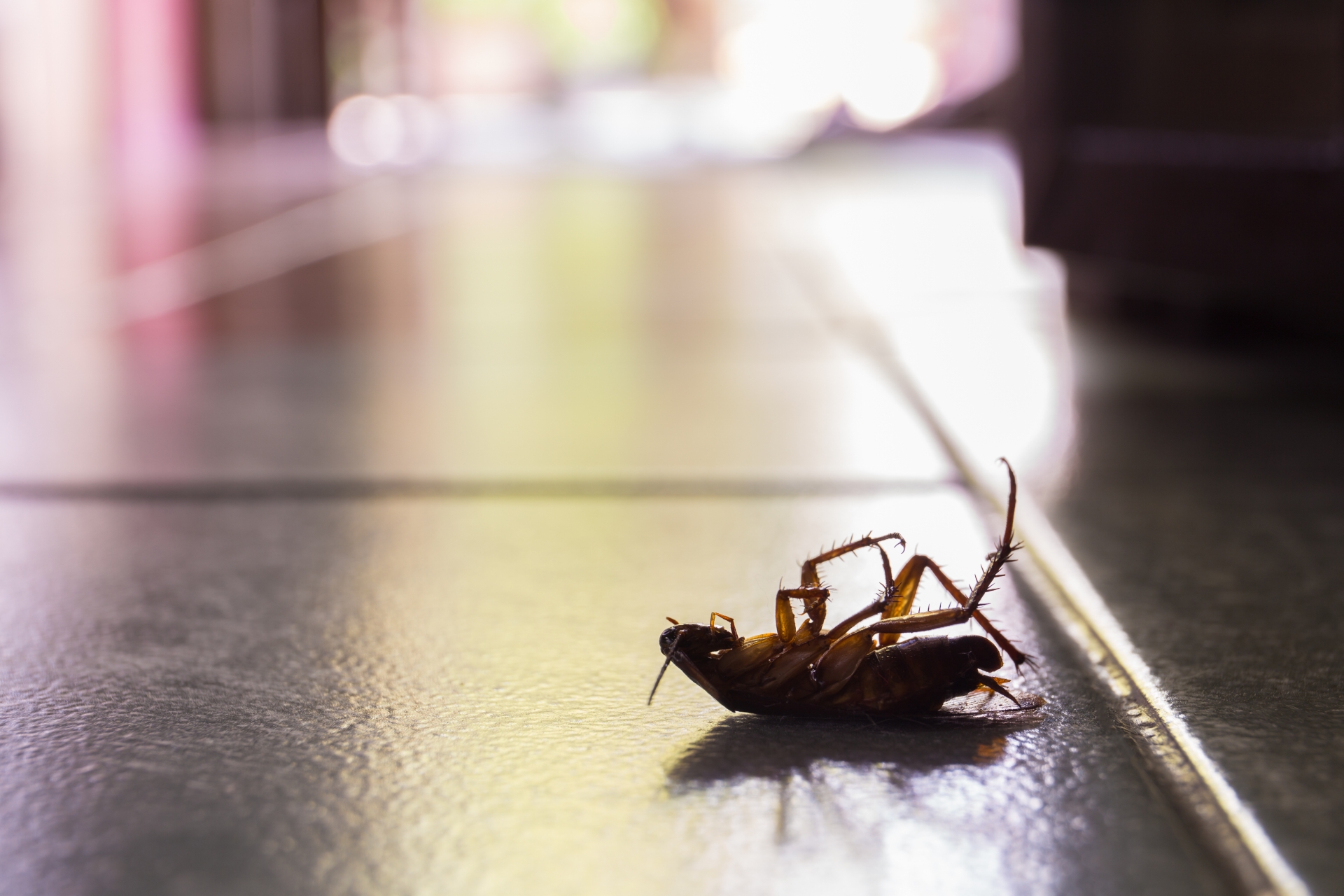 Cockroach Control, Pest Control in Ponders End, Enfield Wash, EN3. Call Now 020 8166 9746