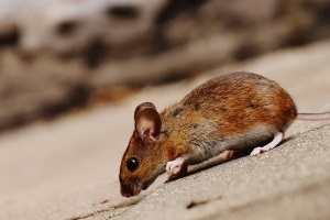 Mouse extermination, Pest Control in Ponders End, Enfield Wash, EN3. Call Now 020 8166 9746