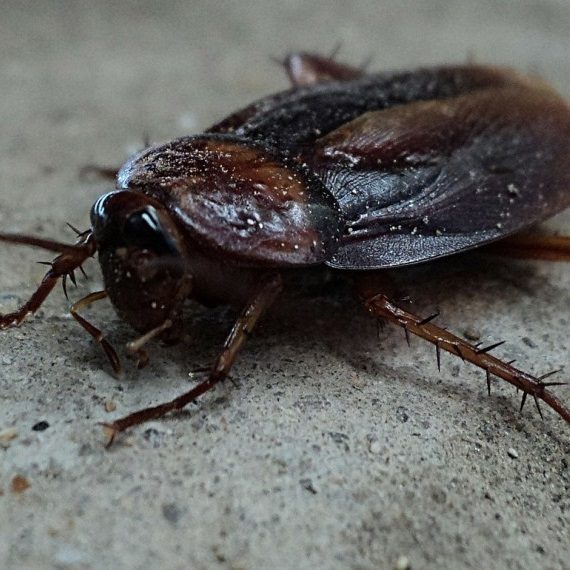 Cockroaches, Pest Control in Ponders End, Enfield Wash, EN3. Call Now! 020 8166 9746