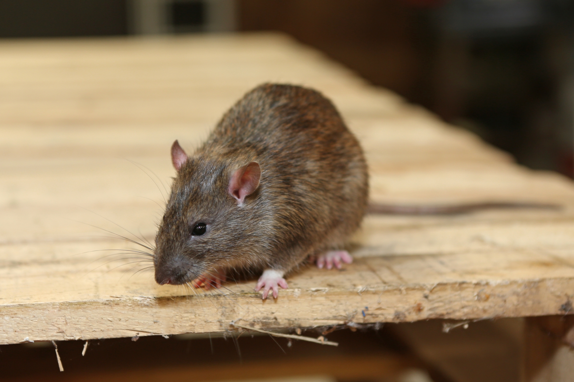 Rat Infestation, Pest Control in Ponders End, Enfield Wash, EN3. Call Now 020 8166 9746