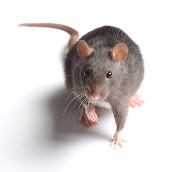 Rats, Pest Control in Ponders End, Enfield Wash, EN3. Call Now! 020 8166 9746