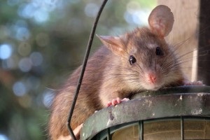 Rat Control, Pest Control in Ponders End, Enfield Wash, EN3. Call Now 020 8166 9746
