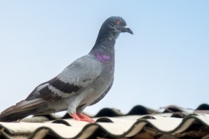 Pigeon Control, Pest Control in Ponders End, Enfield Wash, EN3. Call Now 020 8166 9746