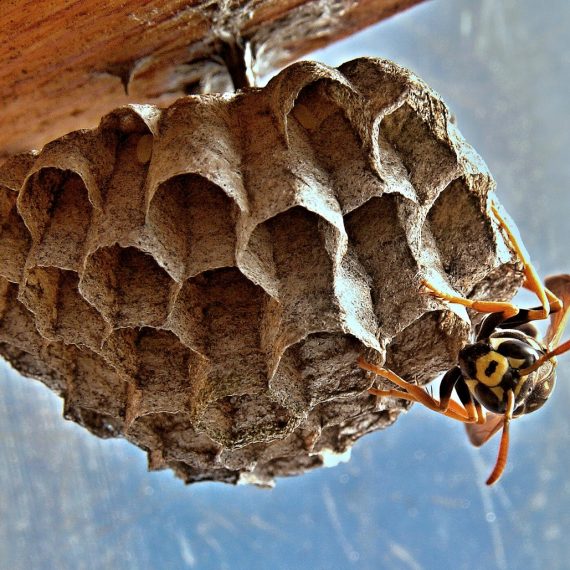 Wasps Nest, Pest Control in Ponders End, Enfield Wash, EN3. Call Now! 020 8166 9746
